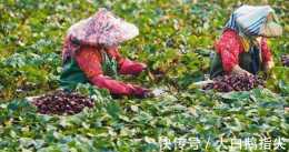 印度小夥“偷”菱角種植，釀成大錯，反過來卻想讓中國承擔後果